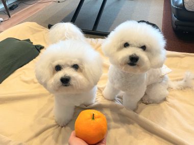 ビションフリーゼ　おもち 自分の事ですが  おもちふくと、シミ顔の経過 IMG_1305-380x285