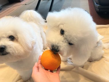 ビションフリーゼ　おもち 自分の事ですが  おもちふくと、シミ顔の経過 IMG_1306-380x285