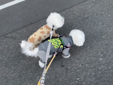 ビションフリーゼ　おもち 自分の事ですが  おもちふくと、シミ顔の経過 IMG_1311-380x285