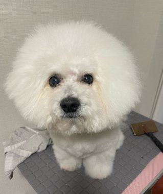 ビションフリーゼ　おもち 自分の事ですが  おもちふくと、シミ顔の経過 IMG_1312-319x380