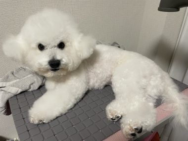 ビションフリーゼ　おもち 自分の事ですが  おもちふくと、シミ顔の経過 IMG_1313-380x285