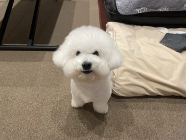 ビションフリーゼ　おもち 自分の事ですが  おもちふくと、シミ顔の経過 IMG_1314-380x285