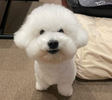 ビションフリーゼ　おもち 自分の事ですが  おもちふくと、シミ顔の経過 IMG_1315-380x339