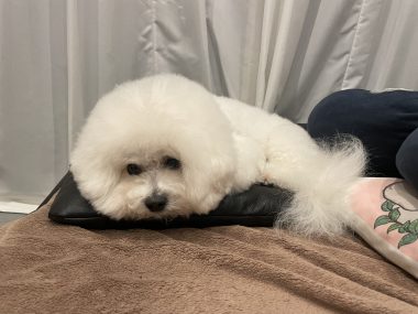 ビションフリーゼ　おもち 自分の事ですが  おもちふくと、シミ顔の経過 IMG_1316-380x285