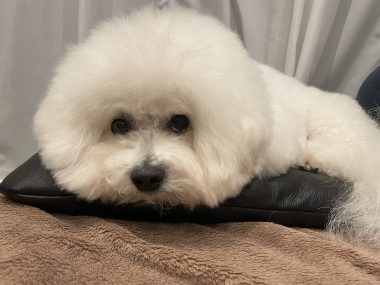 ビションフリーゼ　おもち 自分の事ですが  おもちふくと、シミ顔の経過 IMG_1317-380x285