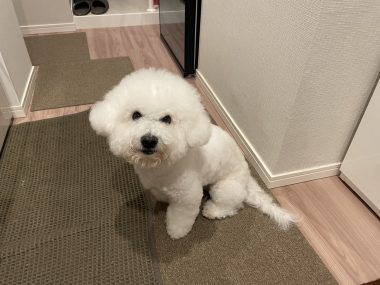 ビションフリーゼ　おもち 自分の事ですが  おもちふくと、シミ顔の経過 IMG_1318-380x285