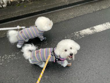 ビションフリーゼ おもち おもちふくらむ 12月14日(日曜) IMG_1353-380x285 ビションフリーゼ おもち おもちふくらむ 12月14日(日曜) IMG_1353-380x285