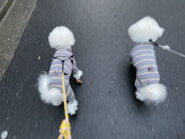 ビションフリーゼ おもち おもちふくらむ 12月14日(日曜) IMG_1354-380x285 ビションフリーゼ おもち おもちふくらむ 12月14日(日曜) IMG_1354-380x285