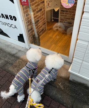 ビションフリーゼ おもち おもちふくらむ 12月14日(日曜) IMG_1355-313x380 ビションフリーゼ おもち おもちふくらむ 12月14日(日曜) IMG_1355-313x380