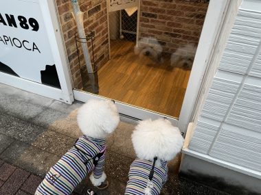 ビションフリーゼ おもち おもちふくらむ 12月14日(日曜) IMG_1356-380x285 ビションフリーゼ おもち おもちふくらむ 12月14日(日曜) IMG_1356-380x285