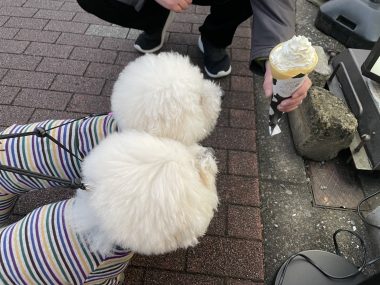 ビションフリーゼ おもち おもちふくらむ 12月14日(日曜) IMG_1357-380x285 ビションフリーゼ おもち おもちふくらむ 12月14日(日曜) IMG_1357-380x285