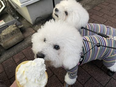 ビションフリーゼ おもち おもちふくらむ 12月14日(日曜) IMG_1363-380x285 ビションフリーゼ おもち おもちふくらむ 12月14日(日曜) IMG_1363-380x285