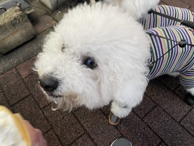 ビションフリーゼ おもち おもちふくらむ 12月14日(日曜) IMG_1364-380x285 ビションフリーゼ おもち おもちふくらむ 12月14日(日曜) IMG_1364-380x285