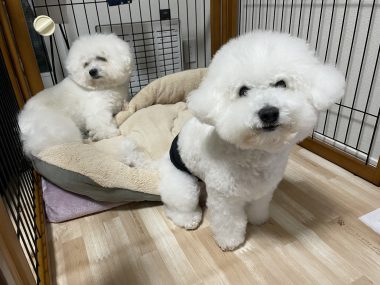 ビションフリーゼ おもち おもちふくらむ 12月14日(日曜) IMG_1365-380x285 ビションフリーゼ おもち おもちふくらむ 12月14日(日曜) IMG_1365-380x285