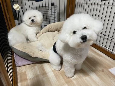 ビションフリーゼ おもち おもちふくらむ 12月14日(日曜) IMG_1366-380x285 ビションフリーゼ おもち おもちふくらむ 12月14日(日曜) IMG_1366-380x285