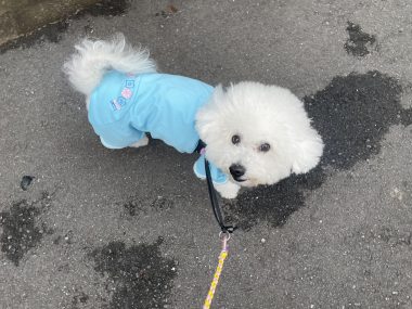 ビションフリーゼ おもち おもち、検査の結果 IMG_1400-380x285 ビションフリーゼ おもち おもち、検査の結果 IMG_1400-380x285