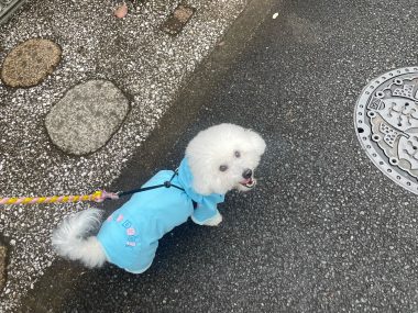 ビションフリーゼ おもち おもち、検査の結果 IMG_1401-380x285 ビションフリーゼ おもち おもち、検査の結果 IMG_1401-380x285