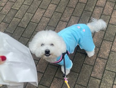 ビションフリーゼ おもち おもち、検査の結果 IMG_1402-380x290 ビションフリーゼ おもち おもち、検査の結果 IMG_1402-380x290