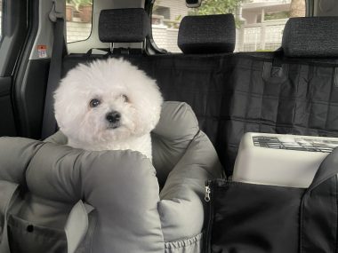 ビションフリーゼ おもち おもち、検査の結果 IMG_1405-380x285 ビションフリーゼ おもち おもち、検査の結果 IMG_1405-380x285