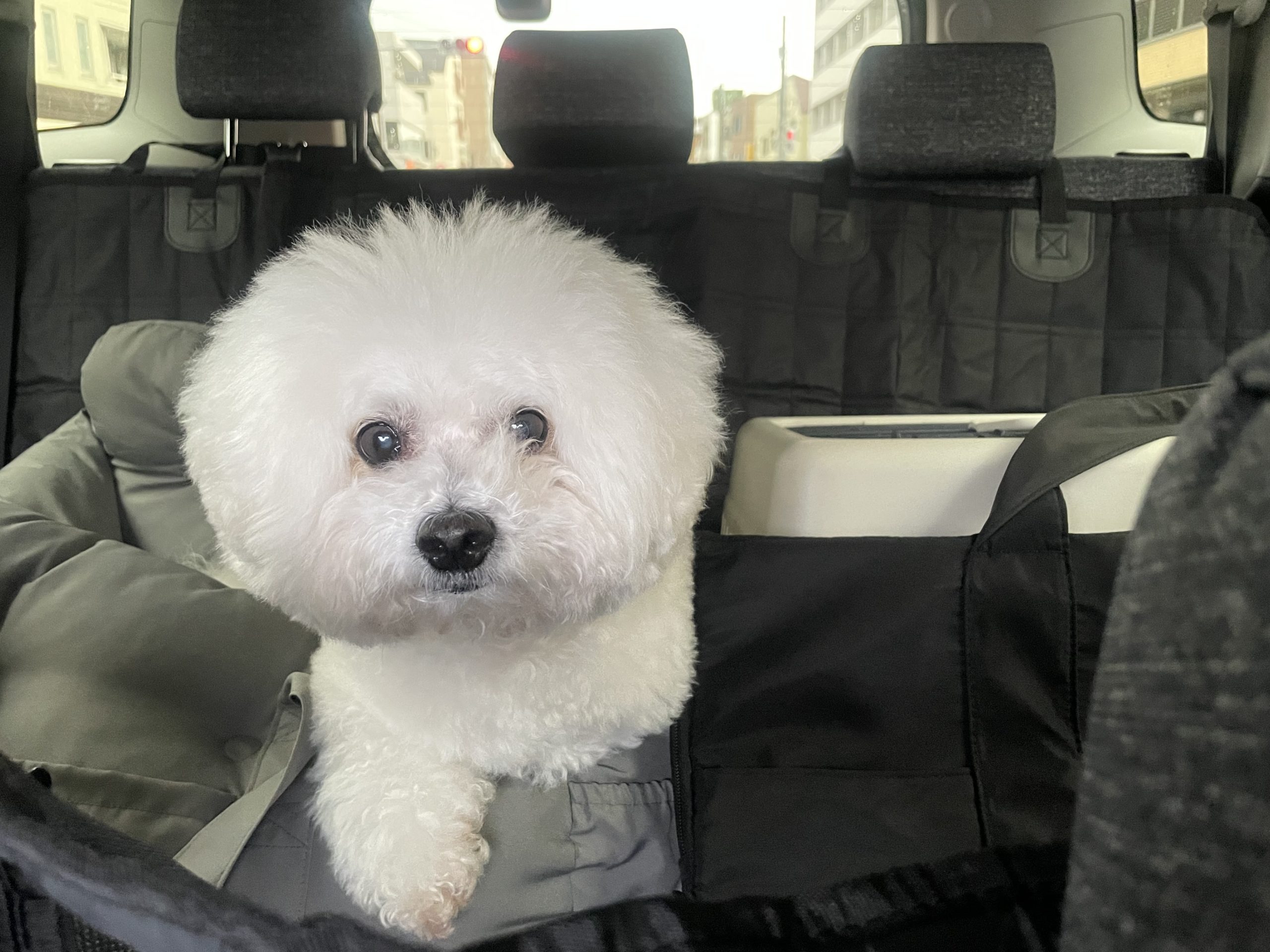 ビションフリーゼ おもち おもち、検査の結果 IMG_1407-scaled ビションフリーゼ おもち おもち、検査の結果 IMG_1407-scaled