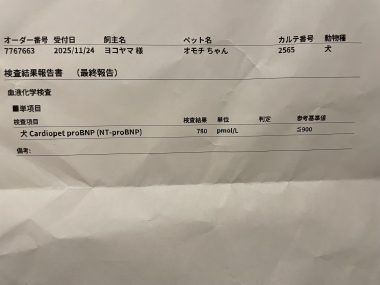 ビションフリーゼ おもち おもち、検査の結果 IMG_1418-380x285 ビションフリーゼ おもち おもち、検査の結果 IMG_1418-380x285