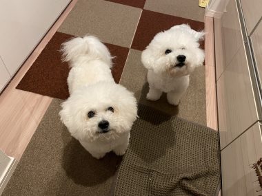 ビションフリーゼ　おもち  メリークリスマス！（遅） IMG_1426-380x285