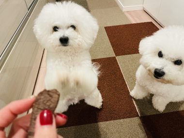 ビションフリーゼ　おもち  メリークリスマス！（遅） IMG_1434-380x285