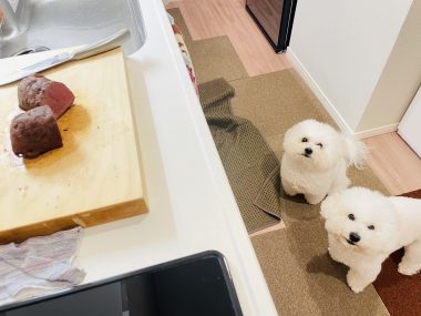 ビションフリーゼ　おもち  メリークリスマス！（遅） IMG_1446-380x285