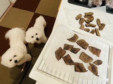 ビションフリーゼ　おもち  メリークリスマス！（遅） IMG_1449-380x285