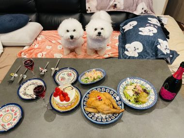 ビションフリーゼ　おもち  メリークリスマス！（遅） IMG_1456-380x285