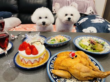 ビションフリーゼ　おもち  メリークリスマス！（遅） IMG_1458-380x285