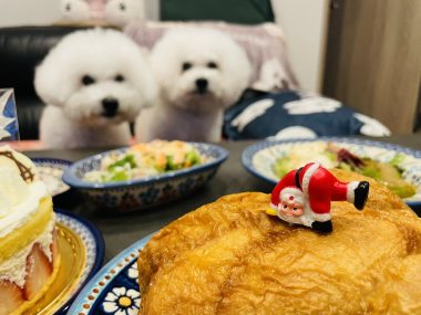 ビションフリーゼ　おもち  メリークリスマス！（遅） IMG_1459-380x285
