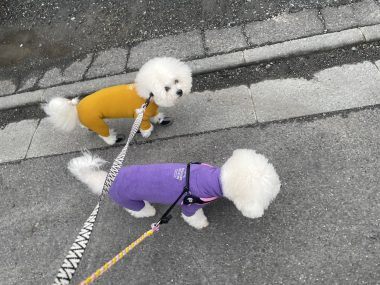 ビションフリーゼ　おもち  メリークリスマス！（遅） IMG_1460-380x285