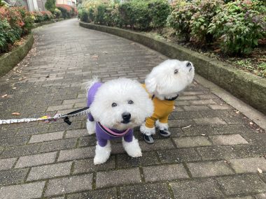 ビションフリーゼ　おもち  メリークリスマス！（遅） IMG_1461-380x285