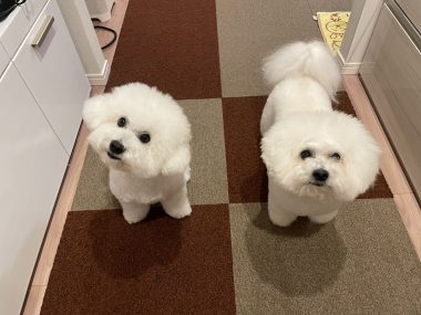 ビションフリーゼ　おもち  メリークリスマス！（遅） IMG_1464-380x285