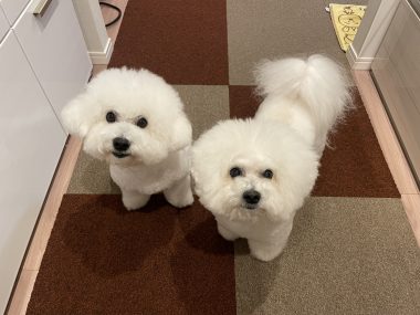 ビションフリーゼ　おもち  メリークリスマス！（遅） IMG_1465-380x285