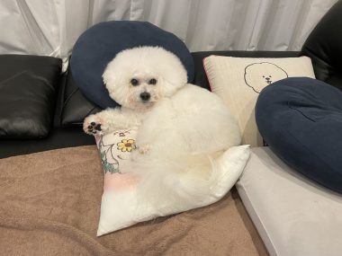 ビションフリーゼ　おもち  メリークリスマス！（遅） IMG_1470-380x285