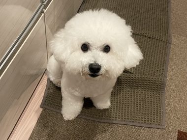 ビションフリーゼ　おもち  メリークリスマス！（遅） IMG_1475-380x285