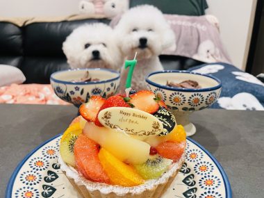 お誕生日 ビションフリーゼ　おもち  ふくらむっちゃん7歳☆お誕生日おめでとう！ IMG_1479-380x285
