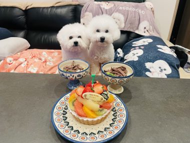 お誕生日 ビションフリーゼ　おもち  ふくらむっちゃん7歳☆お誕生日おめでとう！ IMG_1481-380x285