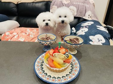 お誕生日 ビションフリーゼ　おもち  ふくらむっちゃん7歳☆お誕生日おめでとう！ IMG_1482-380x285