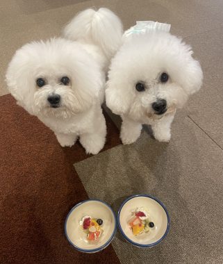 お誕生日 ビションフリーゼ　おもち  ふくらむっちゃん7歳☆お誕生日おめでとう！ IMG_1484-321x380