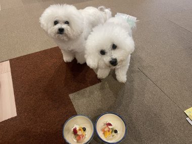 お誕生日 ビションフリーゼ　おもち  ふくらむっちゃん7歳☆お誕生日おめでとう！ IMG_1485-380x285