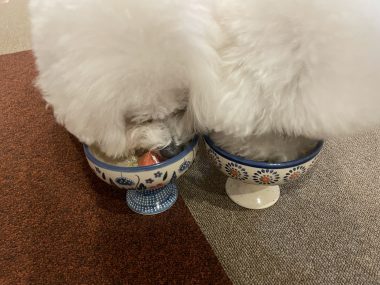 お誕生日 ビションフリーゼ　おもち  ふくらむっちゃん7歳☆お誕生日おめでとう！ IMG_1486-380x285