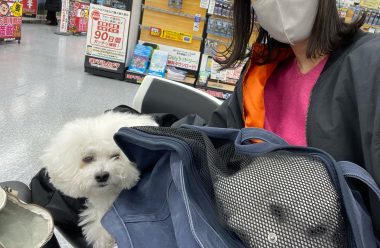 ビションフリーゼ　おもち  ふくらむちゃんお誕生日会うしすけ IMG_1494-380x248