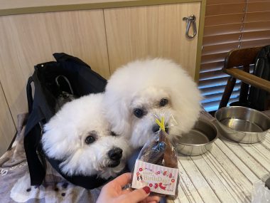 ビションフリーゼ　おもち  ふくらむちゃんお誕生日会うしすけ IMG_1498-380x285