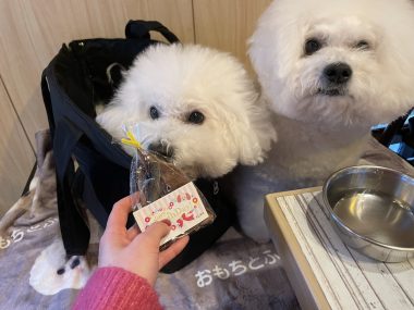 ビションフリーゼ　おもち  ふくらむちゃんお誕生日会うしすけ IMG_1499-380x285