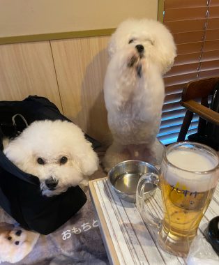 ビションフリーゼ　おもち  ふくらむちゃんお誕生日会うしすけ IMG_1503-314x380