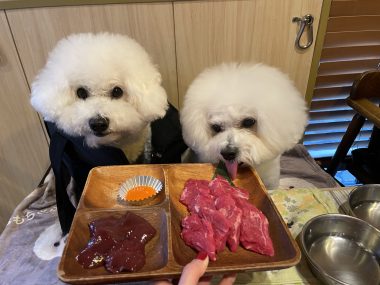 ビションフリーゼ　おもち  ふくらむちゃんお誕生日会うしすけ IMG_1504-380x285