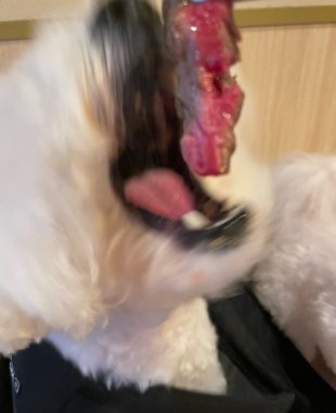 ビションフリーゼ　おもち  ふくらむちゃんお誕生日会うしすけ IMG_1505-310x380